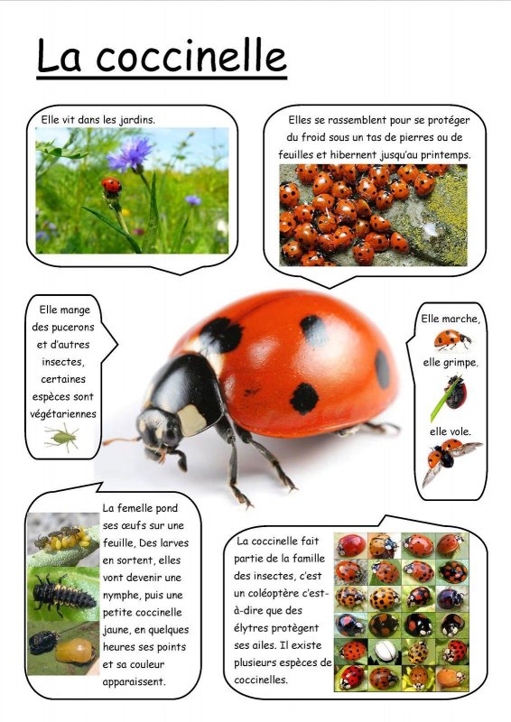 Fiche r&eacute;sumant la vid&eacute;o sur les coccinelles.